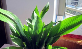 蜘蛛抱蛋怎么养护 蜘蛛抱蛋怎么养护