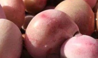 桃蛋的养殖方法（桃蛋的养殖方法和注意事项）