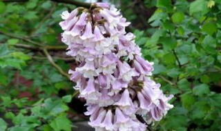 泡桐树的寿命 泡桐树三年长多大