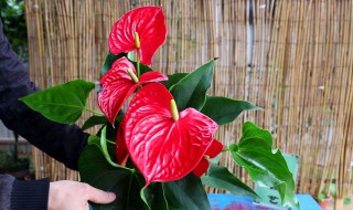 南洋杉如何打顶（南洋杉打顶发的芽可已做小苗栽）