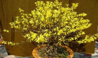 连翘可以在家盆栽吗（连翘可以做盆景吗）