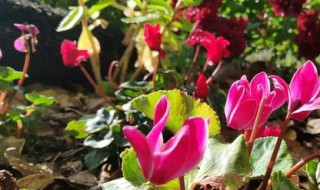 仙客来能开多长时间（仙客来能开多久）