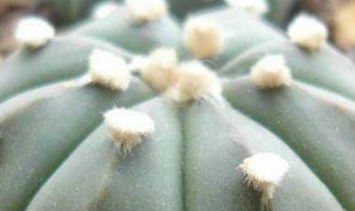 星兜的养殖方法 星兜怎么养殖