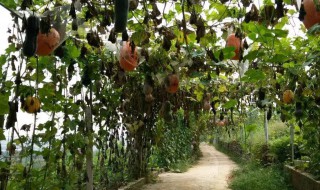 南瓜藤能吃吗 南瓜藤能吃吗有营养吗