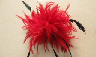 什么是尾毛 什么是尾毛最好