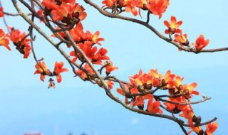 木棉树代表什么象征意义（木棉树代表的含义是什么?）