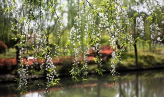 独忆飞絮鹅毛下什么意思 独忆飞絮鹅毛下,非复青丝马尾垂