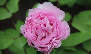 谷雨一般开什么花（谷雨一般开什么花）