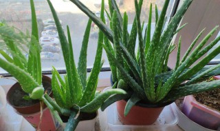 家里放芦荟是吉是凶 家中放芦荟是不是会影响风水