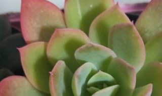 苯巴蒂斯如何繁殖（多肉苯巴蒂斯如何繁殖）