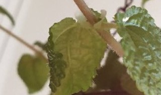 吸毒草冬天会冻死吗 吸毒草冬天会冻死吗视频