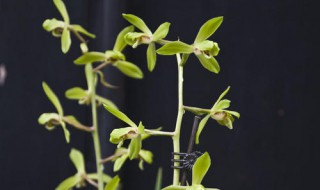 程梅和大一品的区别 庆华梅和大一品