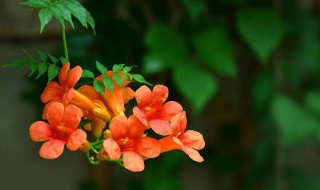 凌霄花养在家里吉利吗（家里为什么不能养凌霄花）