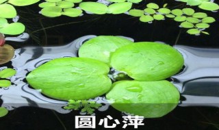 圆心萍怎么繁殖得快 圆心萍怎么繁殖得快呢