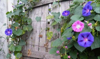 牵牛花靠什么传播种子 牵牛花是用什么传播种子