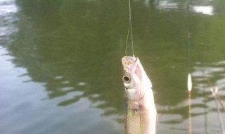 鱼会自动吐出鱼钩吗（鱼会自动吐出鱼钩吗视频）