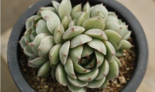 苯巴蒂斯多肉怎么养 苯巴蒂斯多肉养殖方法