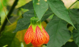 纹瓣悬铃花的养殖方法 纹瓣悬铃花介绍