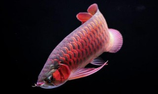 龙鱼吃虾又吐出来是为什么 龙鱼吃虾肉吐出来怎么回事