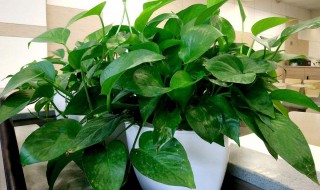 绿萝叶子发黄是怎么回事（秋天绿萝叶子发黄是怎么回事）