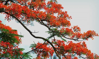 梦见大树开花（梦见大树开花非常漂亮粉色）