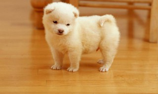 如何能让狗知道尿在地毯上是错的 如何能让狗知道尿在地毯上是错的地方