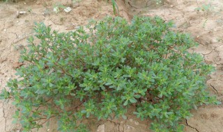 马齿苋图片功效与作用 白色马齿苋图片功效与作用