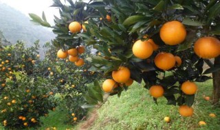 减肥期间吃橙子胖吗 减肥期间吃橙子发胖吗