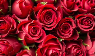 什么花会增加桃花运 什么花能增加桃花运