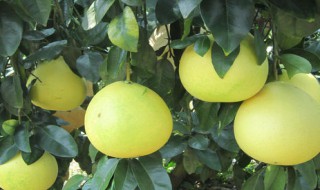 沙田柚功效与作用 沙田柚功效与作用对心血管有好处吗