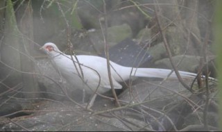 白雉鸡是国家保护动物吗（白雉是不是保护动物）