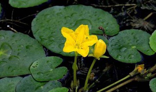 浮萍怎么养 鱼缸浮萍怎么养