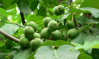 为什么院子里忌讳种核桃树 院子里种核桃树有忌讳吗