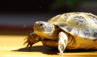 养乌龟是怎么养的 养乌龟如何养