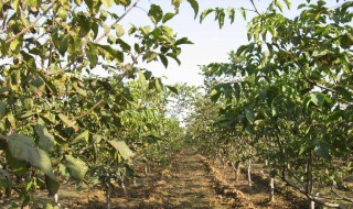 什么时候种核桃好 什么时候种核桃好活