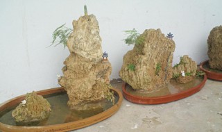 吸水石上种什么植物（吸水石放什么植物）