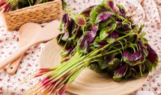 汉菜种植时间与方法 汉菜种植时间与方法r