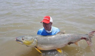 路亚马口鱼跟着假饵跑不吃饵怎么回事 了解一下