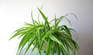 适合放办公室的绿植 适合放办公室的绿植有哪些