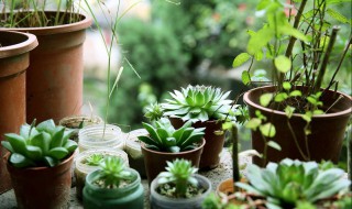 厨房适合摆放什么植物（厨房放什么植物最好）