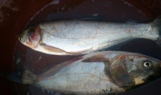 白鲢什么温度开口（白鲢什么温度开口好钓）