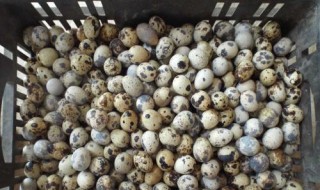 鹌鹑蛋有层白雾那样的新鲜吗 鹌鹑蛋上有层白霜是新鲜的吗