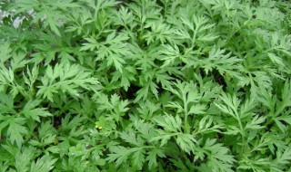 野艾草和家艾草的区别 野艾草和家艾草的区别是什么