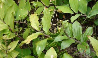 玉竹和黄精的区别 玉竹和黄精的区别图片 鉴别