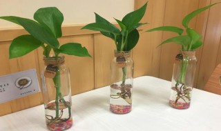 水培怎么转土培（水培如何转土培）