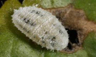 扶桑绵粉蚧是昆虫吗?（扶桑绵粉蚧寄主）