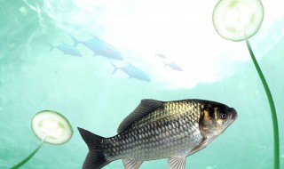 伊豆钩几号大小通杀 伊豆5号钩能大小通杀吗