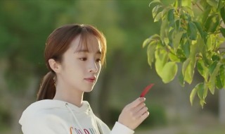 暗恋橘生淮南洛枳为什么喜欢盛淮南（暗恋橘生淮南盛淮南和洛枳吵架）