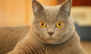 养猫有哪些诡异禁忌 养猫恐怖吗