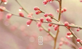 立春唯美文案句子2021（立春文案长句）